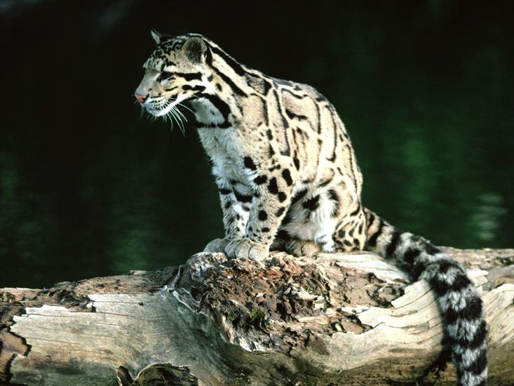Tapety zwierzęta świat - Young Clouded Leopard.jpg