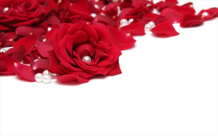 Roses Full HD Wallpapers 2560 X 1600 - Rose_009010.jpg