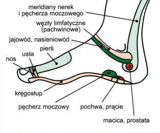 Mapy ciała - prawa_stopa.jpg