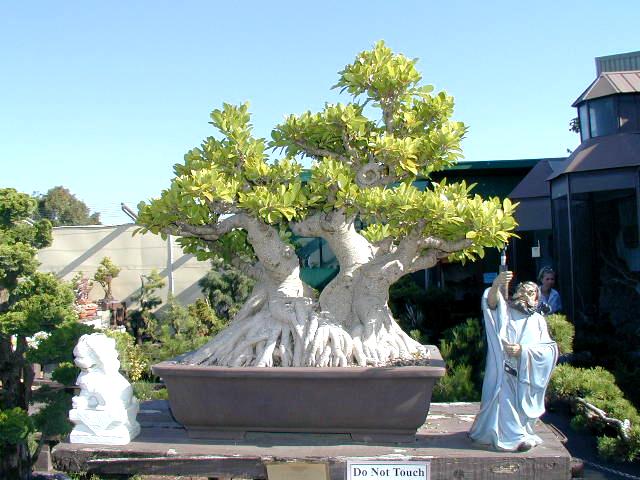 Drzewka Bonsai - 2911.jpg
