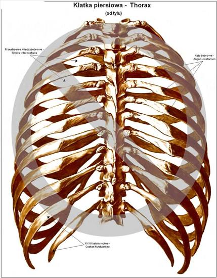 Anatomia1 - klatka piersiowa - tył.jpg