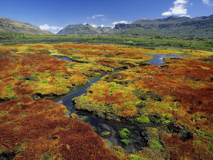 Afryka - Colorful Mosses, Cedarberg Wilderness Area, Northern Cape, South Africa.jpg