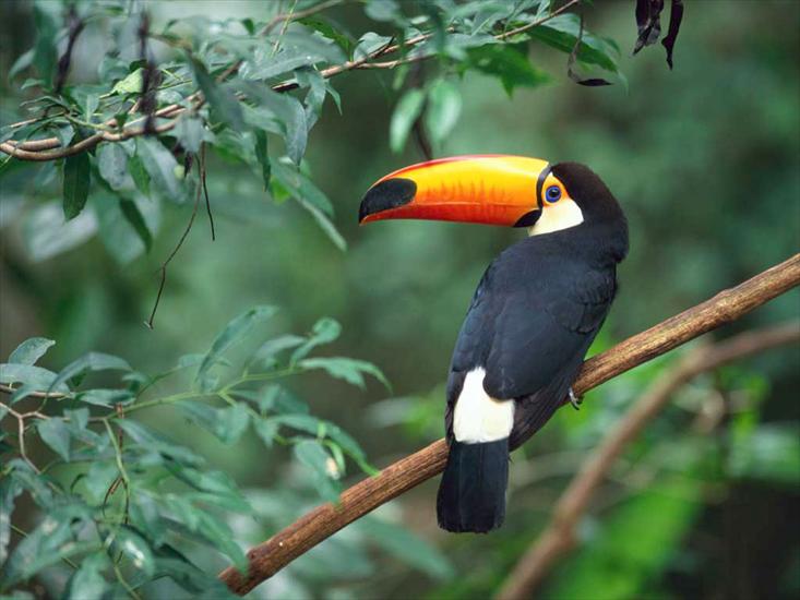 Tapety - Toco Toucan.jpg