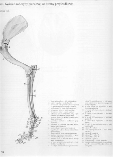 atlas anatomii topograficznej-miednica i kończyny - 162.jpg