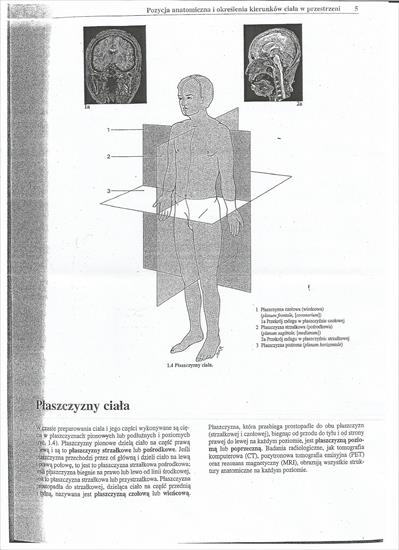 OPIEKUN MEDYCZNY1 - anatom2.jpg