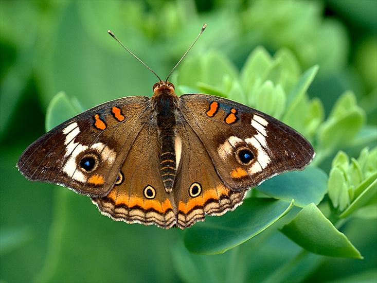 Piękne motyle - butterfly_25_m.jpg
