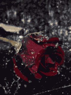 Róże -krople wody - ChomikImageCAP5C717.gif