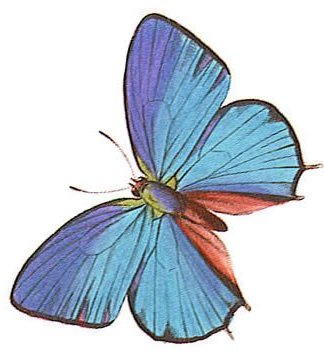 wzory kolor - tribal-butterfly-tattoo-design-17.jpg