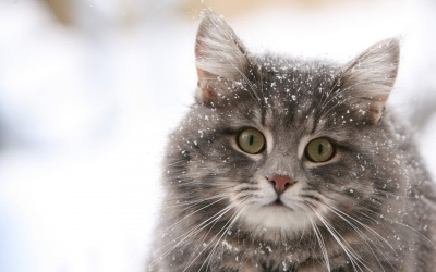  Galeria zdjęć  - Animals_Cat_Snow_Winter.jpg