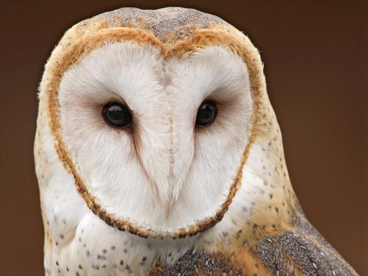 Zwierzęta - Barn Owl.jpg