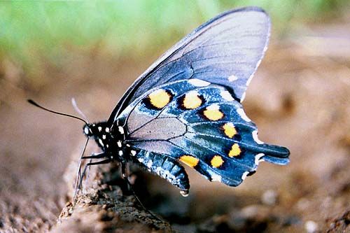 Motyle - Niebieskimotyl_.jpg