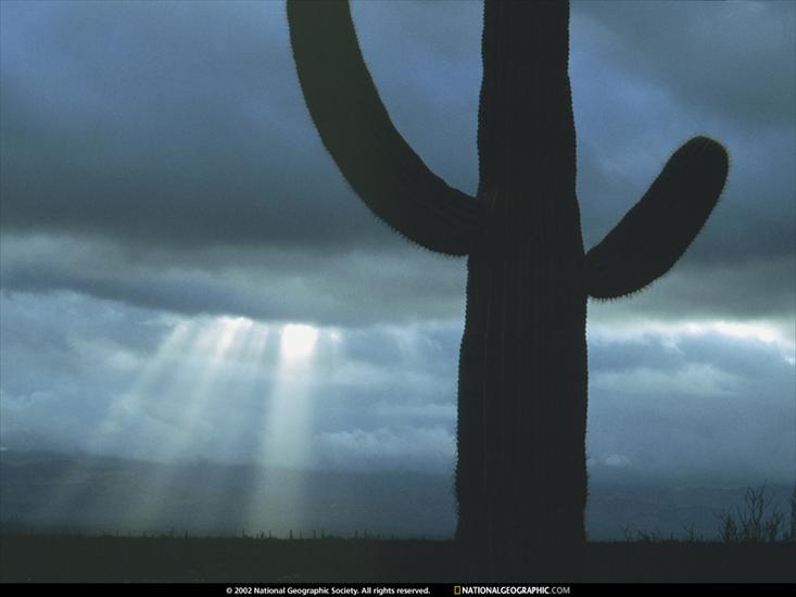 NG02 - Cactus Candelabra, Arizona, 1998.jpg