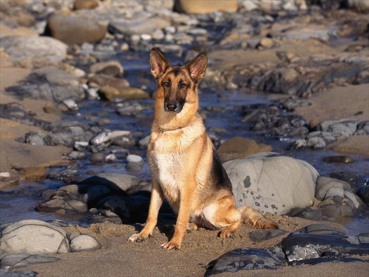 PIESKI - Shoreline Sentinel, German Shepherd.jpg