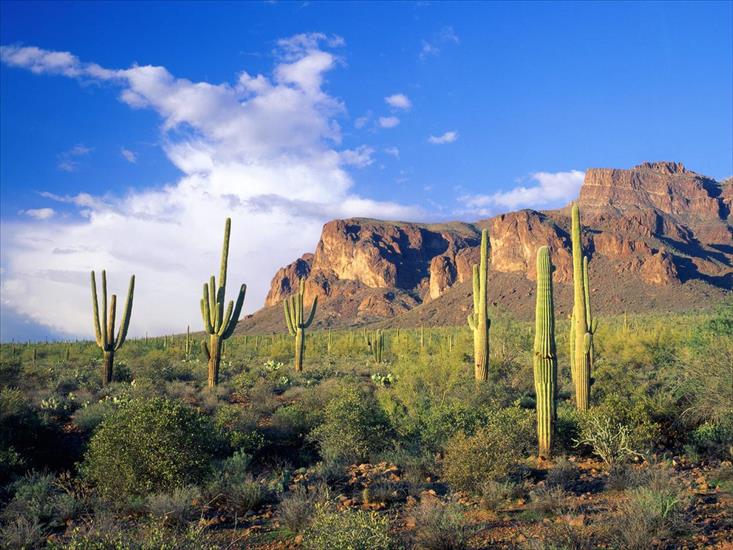 Best Collection 3 - Superstition Mountains, Tonto National Forest, Arizona.jpg