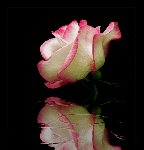 KWIATY - Róża 12.gif
