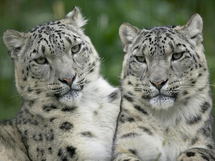 TAPETY ZWIERZĘTA - Snow Leopard Pair.jpg