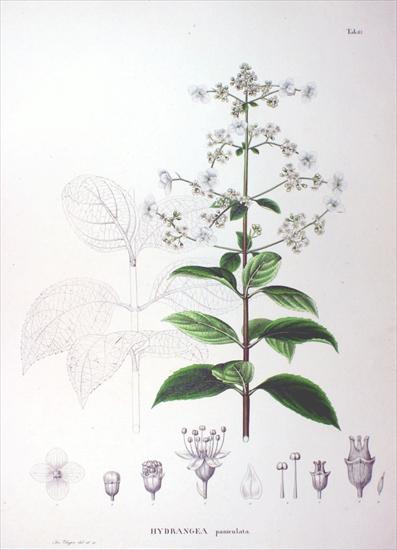 Grzyby i rośliny psychoaktywne i lecznicze - Hydrangea Paniculata Grandiflora - Hortensja bukietowa 3 Hydragina.png