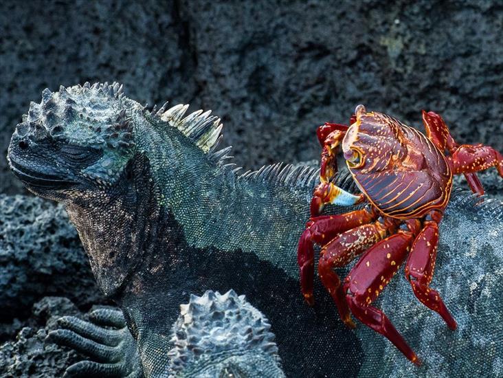 BEZKRWAWE_ŁOWY_ - Foto Nancy Leigh_ National Geographic Crab-Iguana-Galapagos.jpg
