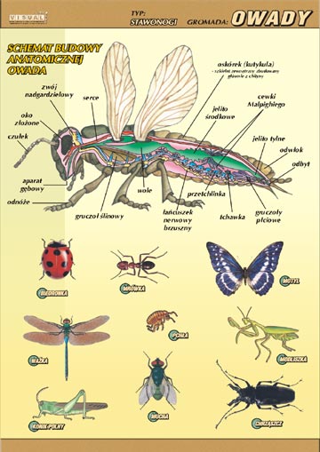 biologia-przyroda - owad.jpg