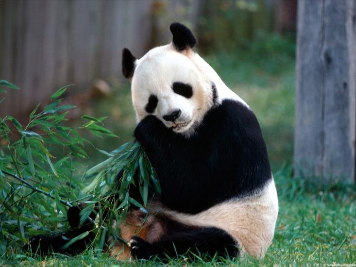 zwierzęta - Panda Chow.jpg