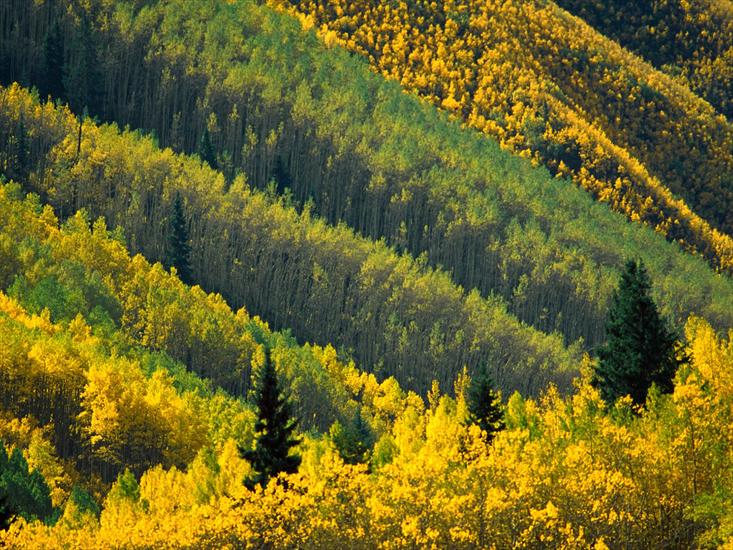 Krajobrazy Natura - Aspen Tree Pattern, Maroon Creek Valley, White River National Forest, Colorado.jpg