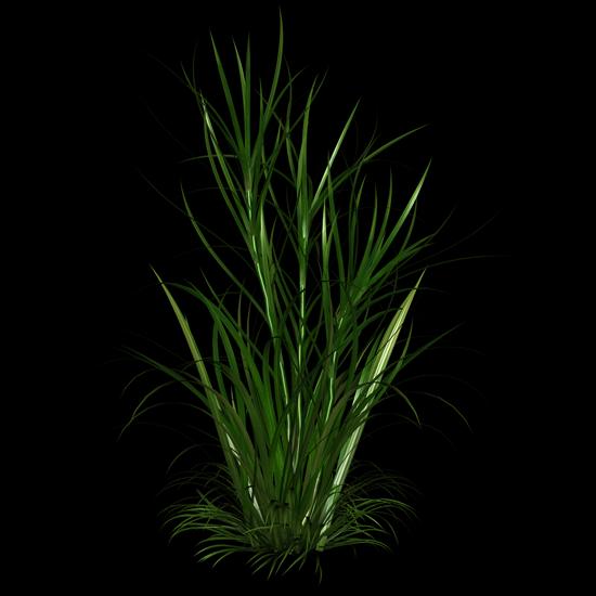 Trawa - Tall-Grass-1.png