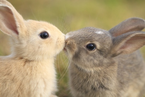 zajączki-króliczki - Easter kiss.jpg