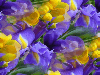 Tła kwiatowe - ChomikImage 7.jpg