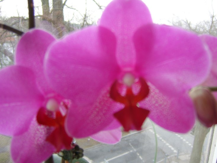 Moje Orchidee - STA60246.JPG