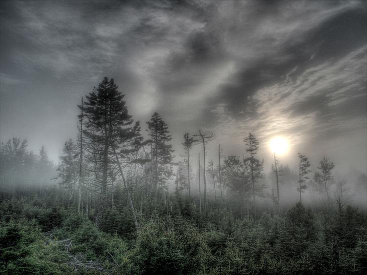 JESIEŃ - jesień mgła las.jpg
