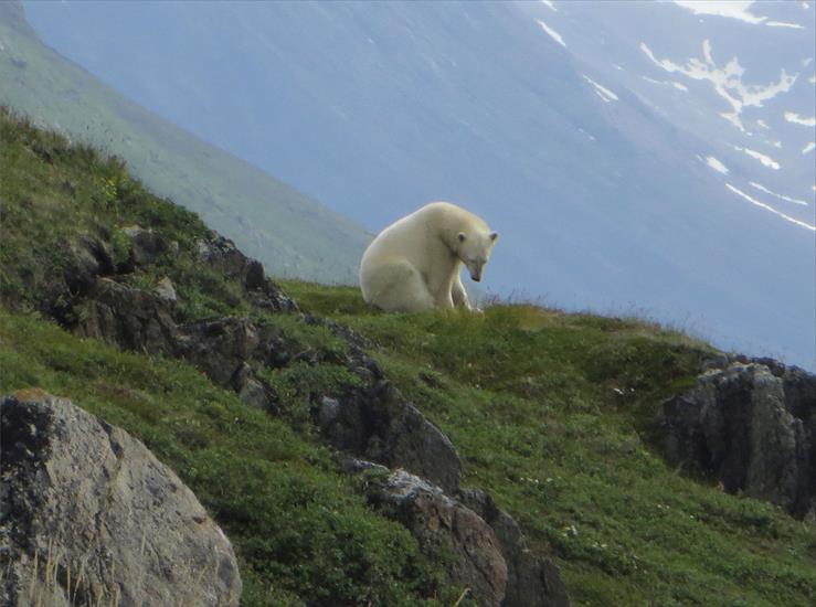 Przerażające Zdjęcia - polar-bear.jpg