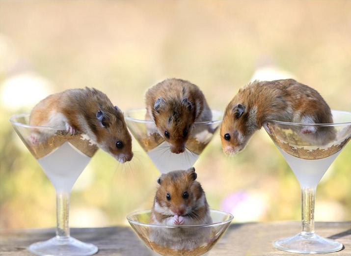 Chomiczki- miłe zwierzaczki - cute-hamsters-1.jpg