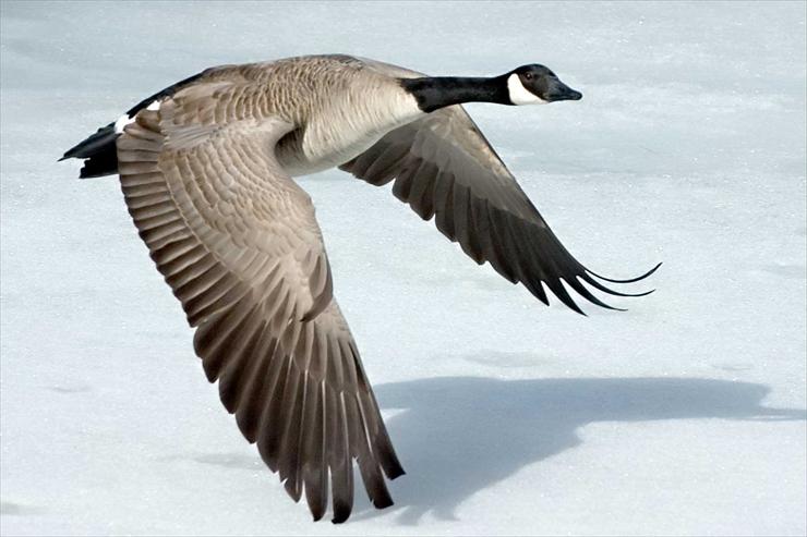 ptaki - Canada-Goose1.jpg