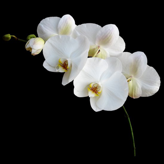 Clipart orchids on a transparent background - 17.png