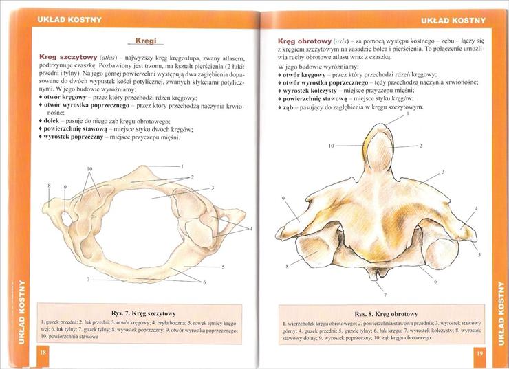 Anatomia - Strona 18,19 ___skan by buby77.jpg
