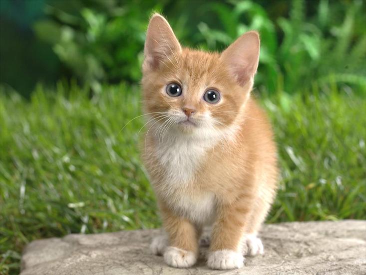 Koty1 - Curious Tabby Kitten.jpg