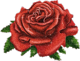 róża - f1 107.gif