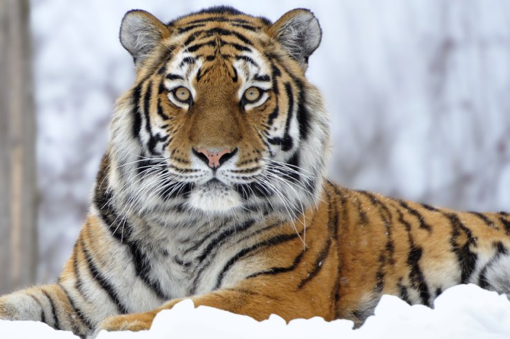 ZWIERZĘTA - 538853_tiger_sitting_snow_3600x2395_www.GdeFon.ru.jpg