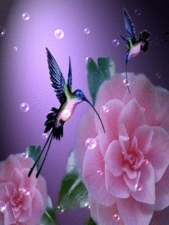 gify nowe kwiaty - hummingbir_o1xla3mi.gif