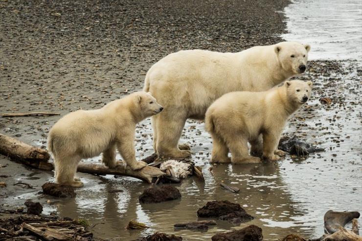 Przerażające Zdjęcia - kaktovik-polar-bears-02.jpg