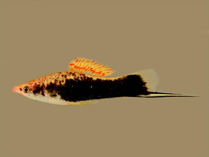 akwarium- rybki - xiphophorus helleri iLi.jpg