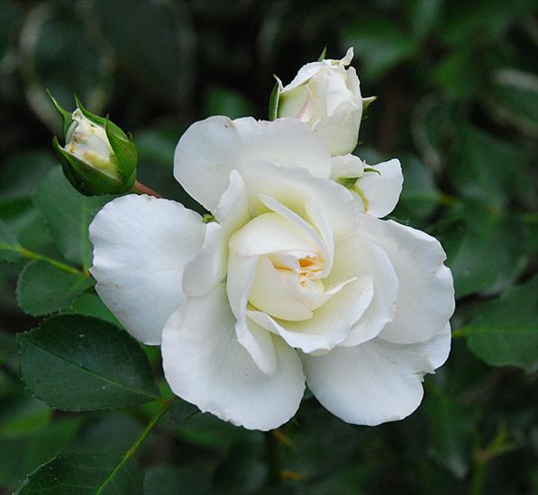 róże - whitemeidjpg-m-gora.jpg