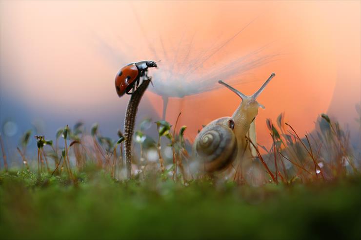 Snails - Sunset.jpg
