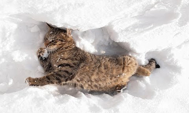 Zima lubi Koty - catsnow.jpg