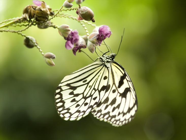 110 Beautiful Butterflies Wallpapers 1600 X 1200 - 54.jpg