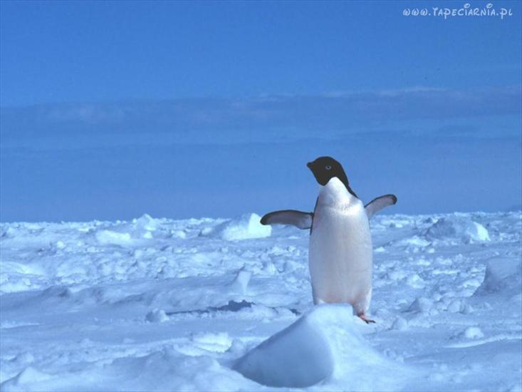 Zwierzęta - pingwinek.jpg