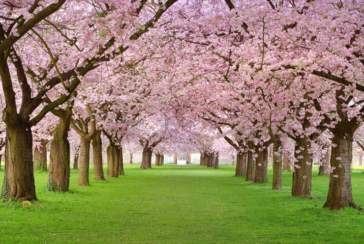 SPRING - spring-blossom-spring-trees-blossoms-petals-pink-alley-beauty.jpg