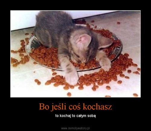 O kotach - Bo-jesli-cos-kochasz.jpg