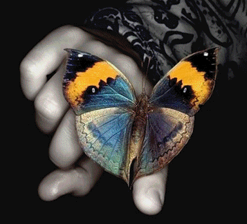 Motyle - andele_1193534_10.gif