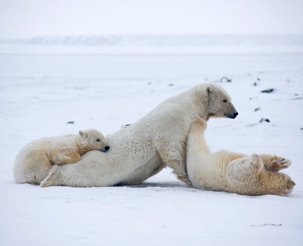 Przerażające Zdjęcia - Polar-Bear-Playing-In-Snow.jpg